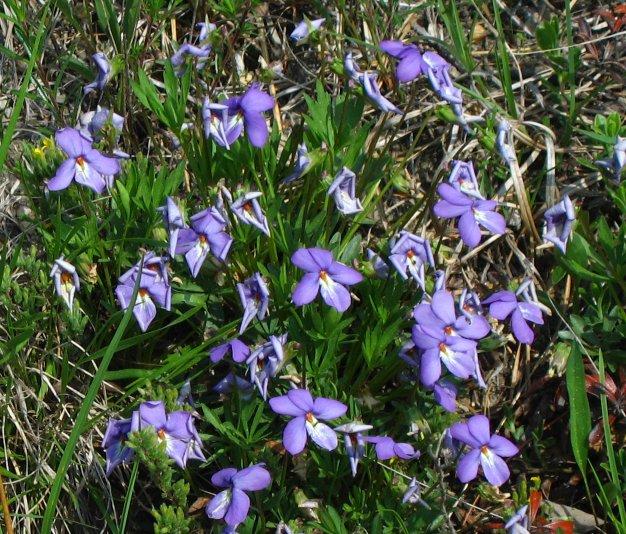 birdfoot violet (Viola pedata) A small plant with