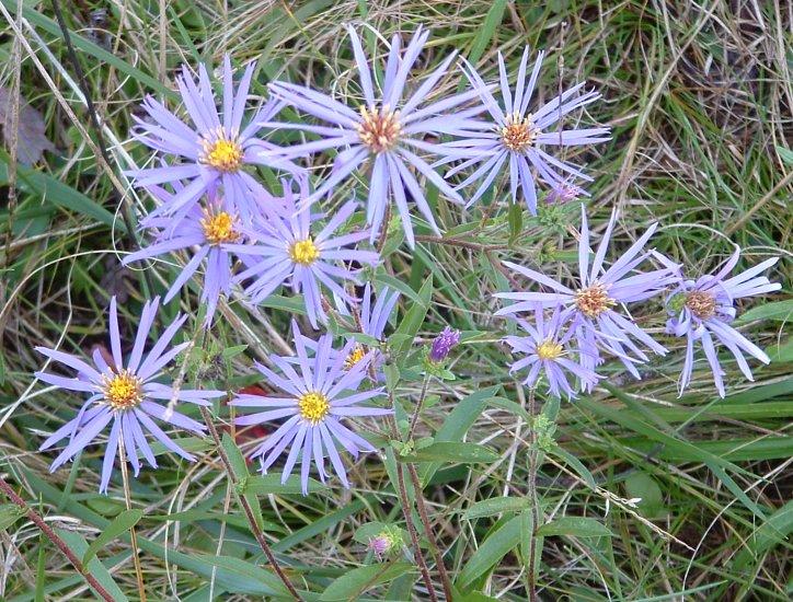 showy aster (Eurybia spectablis) An attraction of pine barrens, hard to