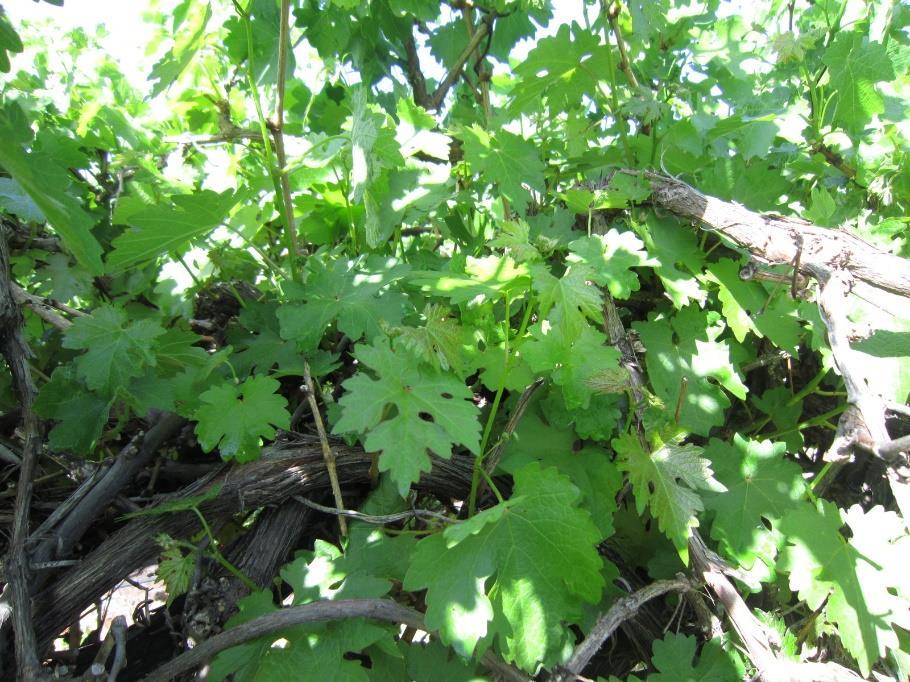 Vine growth in season after hail damage