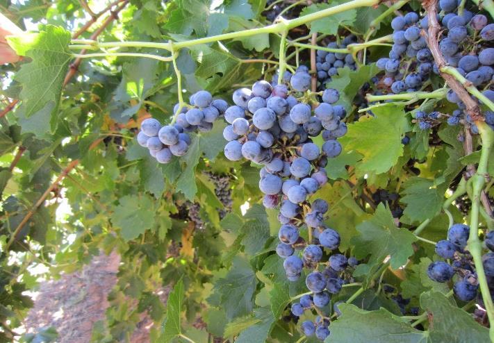 Vine growth in season after hail damage Vine