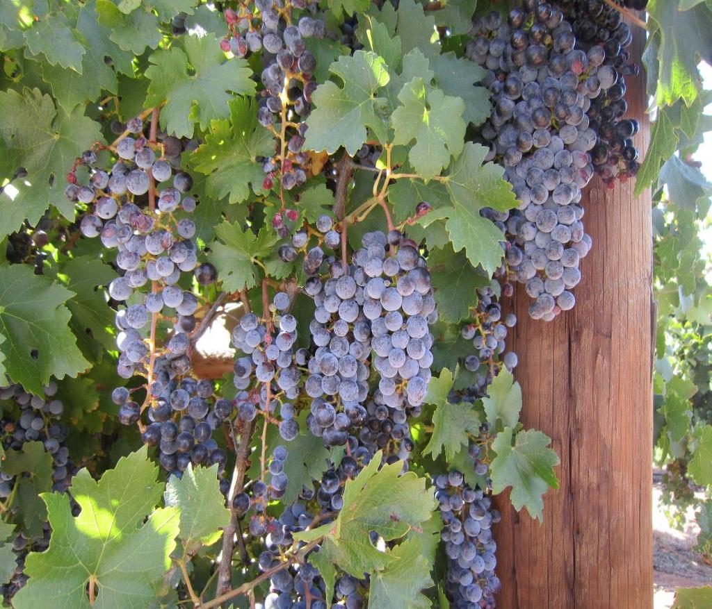 Treating vines