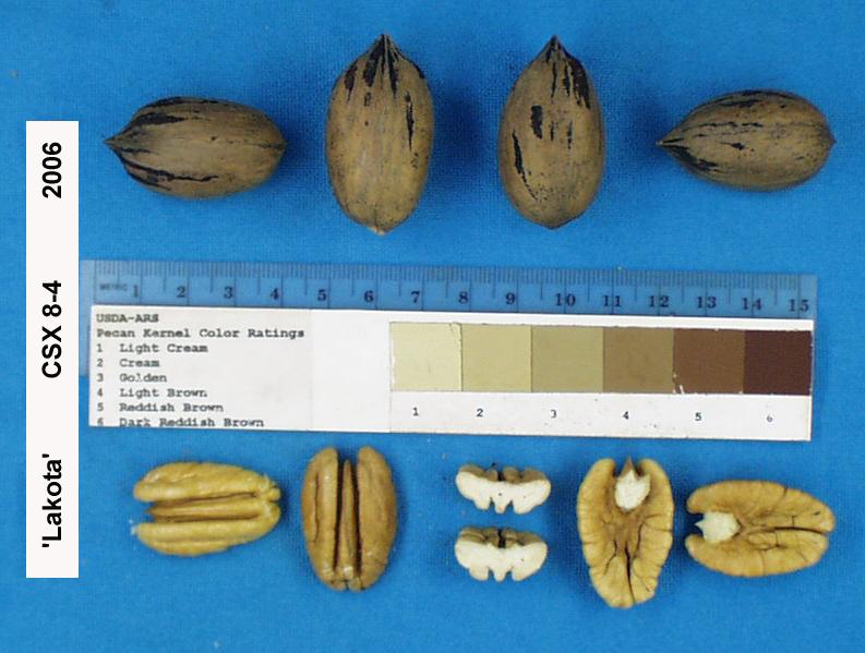 59 nuts/lb* Nut size variable 62% kernel