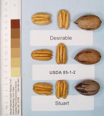 49 nuts/lb 57% kernel