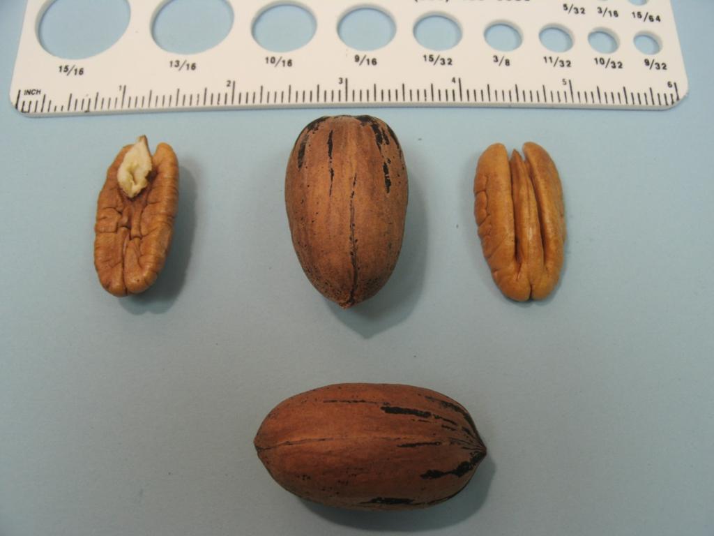 Seedling from Dooly Co., GA. 43 48 nuts/lb 56 59% kernel Harvest Date: Oct.