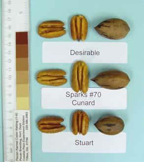 Cunard 43 nuts/lb 63% kernel Harvest Oct.