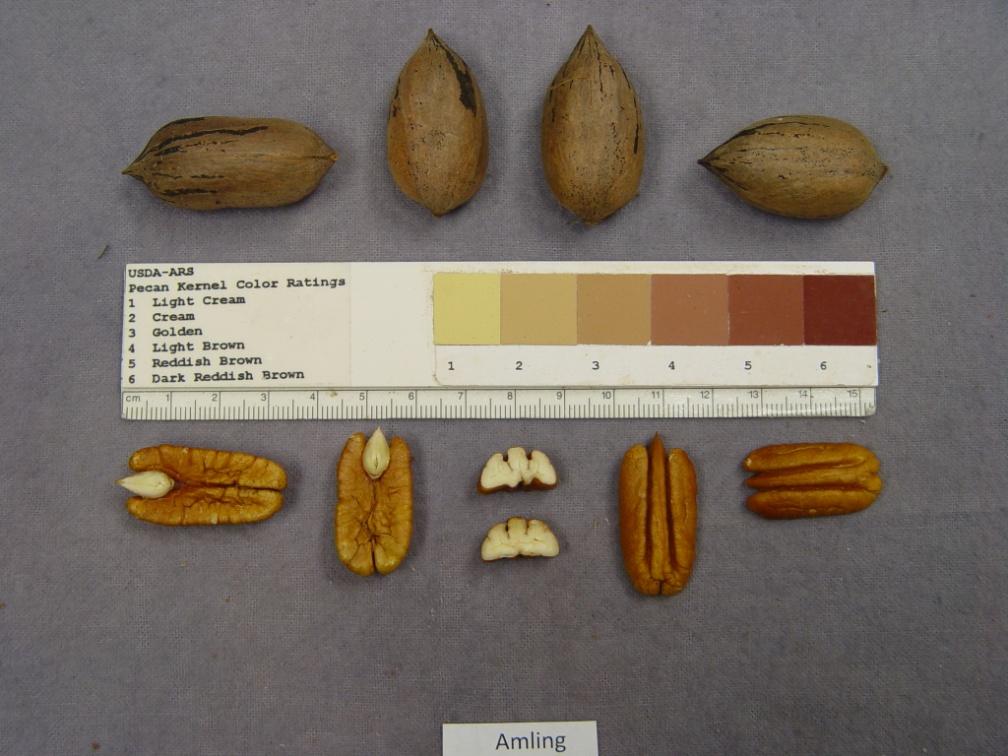 Amling Productivity questioned Excellent resistance to insects and disease Medium nut size Good quality