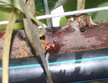 Summer Canker (Pectobacterium carotovorum actinidiae) Rank 9 Description: A bacterial canker currently attacking gold kiwifruit in Korea has the potential to cause significant economic impact during