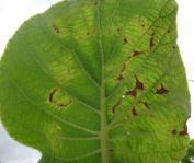 Pelargonium zonate spot virus Genus Anulavirus Rank Description: Pelargonium zonate spot virus (PZSV) is one of two viruses known to induce severe symptoms in kiwifruit Cherry leaf roll virus (CLRV)