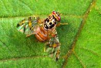 Attachment : Risk matrices for the top five risk organisms Fruit Flies (Mediterranean, Oriental and Queensland) Rank: Description: Three species of fruit fly have been identified as the most serious