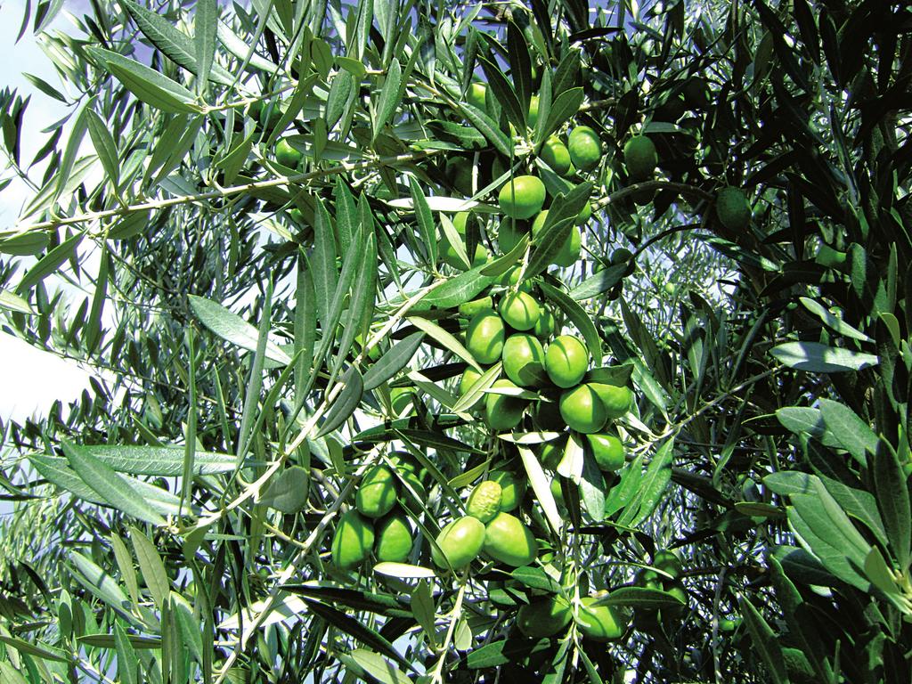 Our Extra Virgin Olive Oil Our extra virgin olive oil is made using a special blend of three different types of Italian olives,