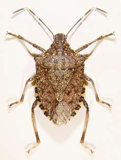 Brown Marmorated Stink Bug A New and Potentially Very Damaging Pest photo or art Stink Bug Management on Fruit Crops Dr.