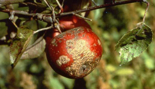 Apple Scab Apple scab is one of the most serious diseases of apple. Disease development is favored by wet, cool weather that generally occurs in spring and early summer.