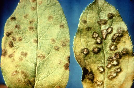 This early defoliation may weaken trees and make them more susceptible to winter injury or other pests. Infected fruits are blemished and often severely deformed. Infected fruits may also drop early.