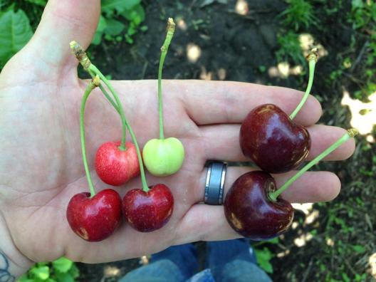 Diseased trees produce cherries of small size and poor color and flavor making the fruit unmarketable.