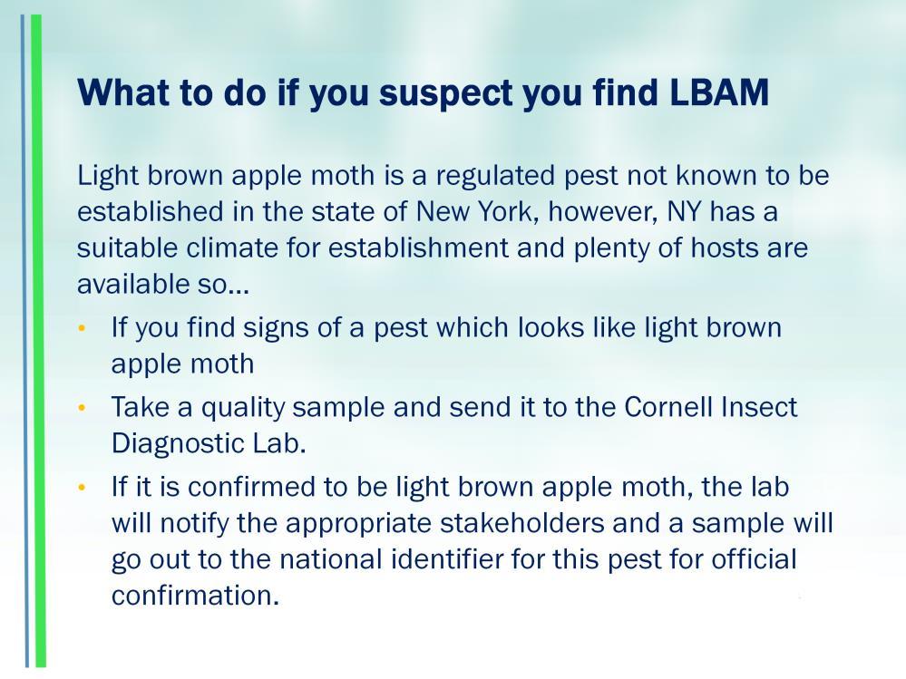 Light brown apple moth is a regulated pest not known to be established in the state of New York however,