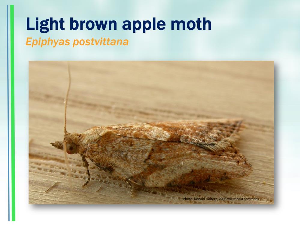 This presentation is about the light brown apple moth, an