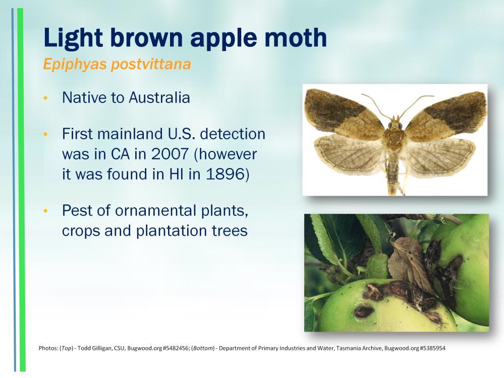 Light Brown Apple Moth (LBAM) is native to Australia, but has long been established in New Zealand, New Caledonia, Hawaii and the United Kingdom. They have been present in California since 2007.