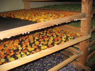 i-natural drying: 2. Preservation of plant material A- Drying of plant materials.