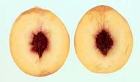 Increasing Blackamber (Prunus salicina Lindell) plum consumer acceptance. Postharvest Biol. Tech 34: 237-234. Lurie, S and C. Crisosto.
