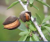 Risk assessment for almonds: Preliminary model outline Salmonella prevalence at