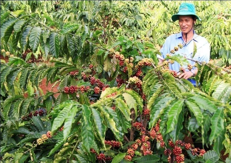 1. COFFEE PRODUCTION, HARVESTING According to Vietnamese Coffee and Cocoa Association (VCCA), at the beginning of 2016, the severe drought caused extensive damages in Central Highland-the main coffee