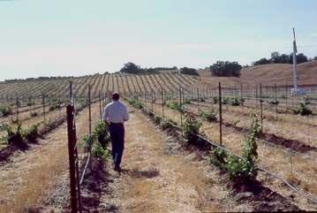 Cold Hardiness Management Physiological State of the vine Variety specific Influenced by: water, nutrition, crop load, pruning date, harvest date, rootstock, Which of these can we control?
