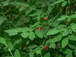 Vaccinium parvifolium (ERICACEAE) red huckleberry W.