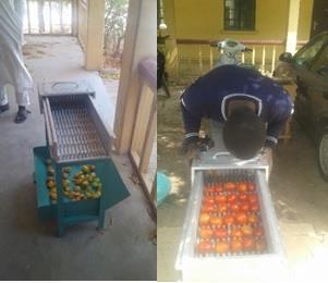 Experiment to study the effects of processing conditions on the performance of the tomato slicing machine was carried out at Nigerian Stored Products Research Institute, (NSPRI), Kano, Kano State,