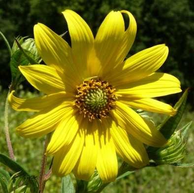 Tall [Giant ] Sunflower