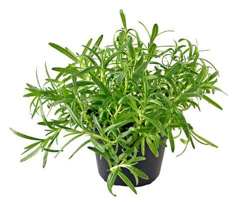 Herbs Leaves of low-growing shrubs Examples: ANNUALS Basil Dill