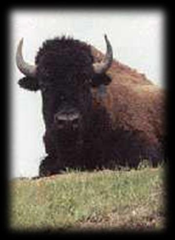 They are characterized by the importance of the buffalo, their