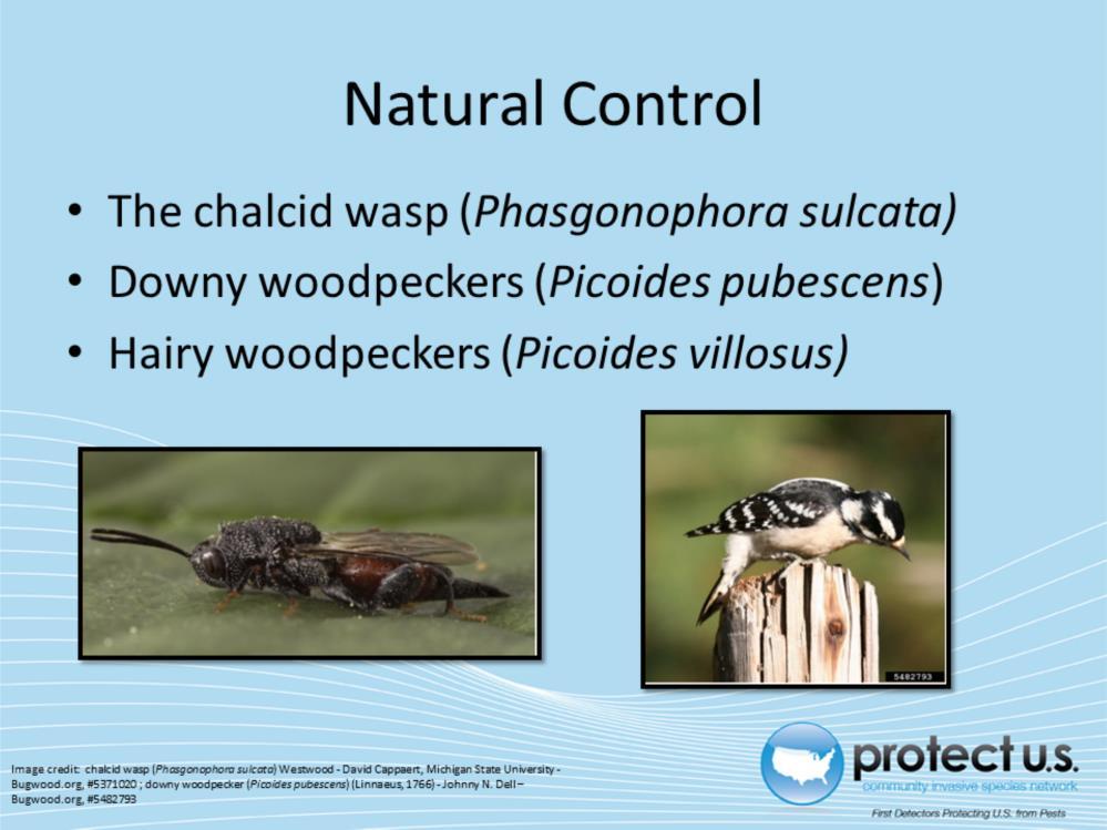 There are a couple natural predators of the twolined chestnut borer. The chalcid wasp (Phasgonophora sulcata) kills about 10% of larvae annually.