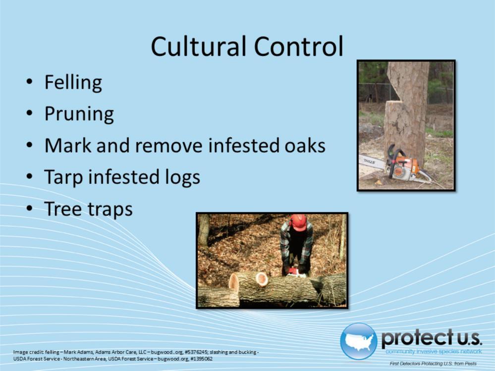 Felling the trees during the summer will dry the host tissues. Since twolined chestnut borers are sensitive to rapid drying of tissues, this can kill larvae.