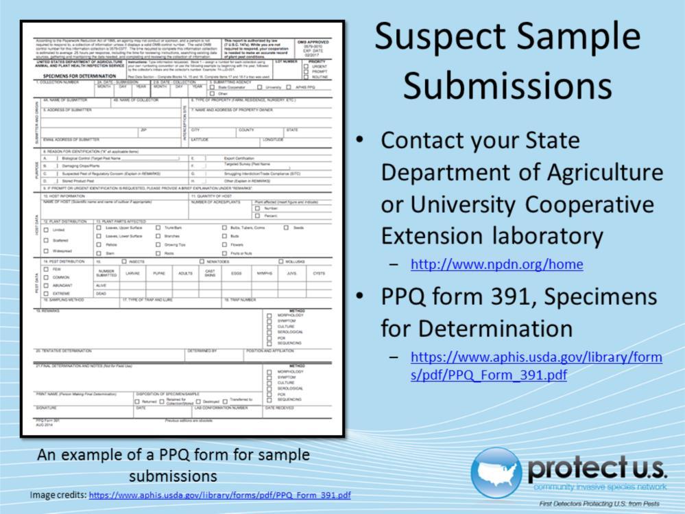 If a suspect pest has been located in the United States, a sample should be submitted for proper identification. Contact your local diagnostic lab to ship in a sample for identification.