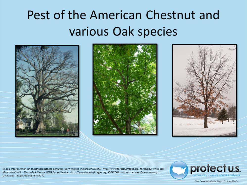 Agrilus bilineatus is a pest of mainly the the American Chestnut and various types of Oaks. The twolined chestnut borer is a secondary pest of Oak species.