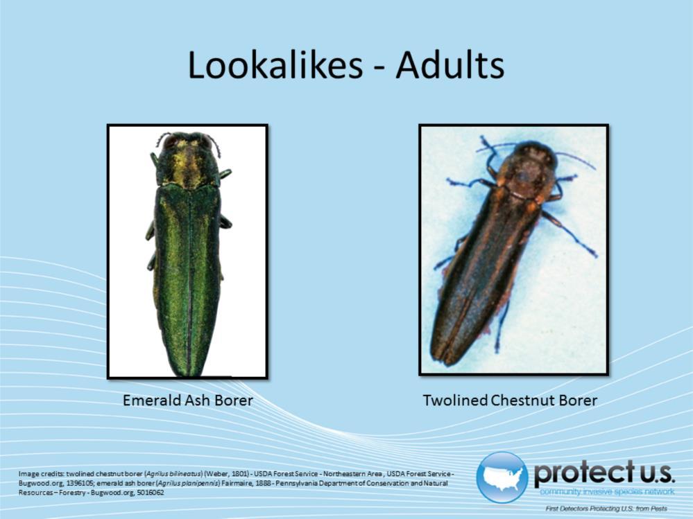 Many sources cite the twolined chestnut borer as a lookalike of the emerald ash borer.