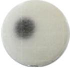 INTRODUCTION Peel Plate YM (Yeast and Mold) plates diffuse the test in media that
