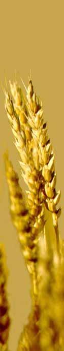ISSN 498-9670 Quality of western Canadian wheat 2006 N.M. Edwards Program Manager, Bread Wheat Studies and Baking Research D.W. Hatcher Program Manager, As
