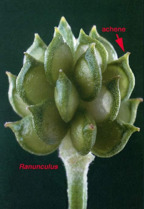 Ranunculaceae - buttercup family Fruits: