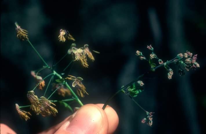 herbs of more open habitats; wind pollinated