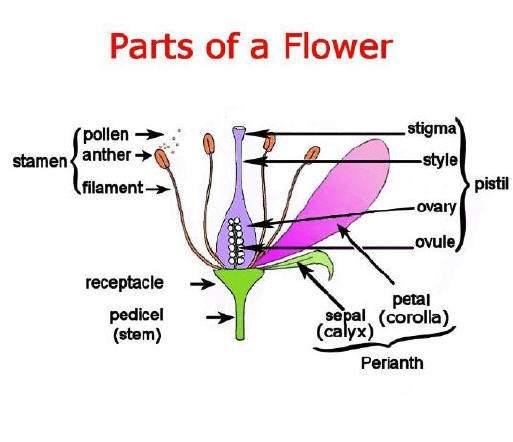 The Flower Primitive