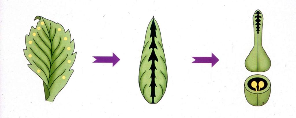 Derivation of the follicle fruit 1 floral leaf or carpel with ovules Folded
