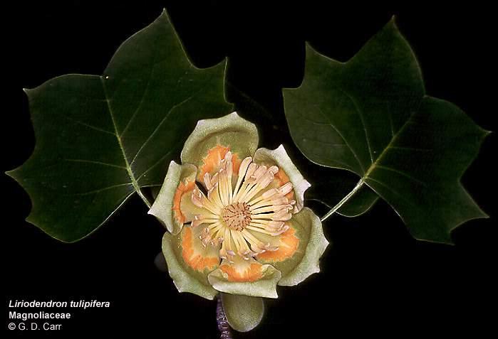 Magnoliaceae - magnolia family Tulip tree
