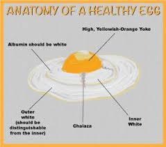 Eggs An egg is composed of the outer shell, the white, and the yolk: The white consists of protein and water.