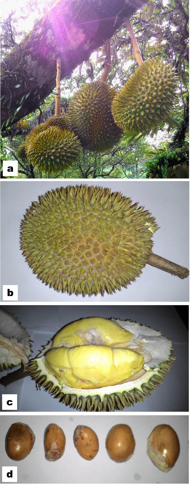 In general, durian fruits have a distinctive and robust aroma.