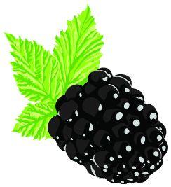 17th ANNUAL NORTH CAROLINA BLACKBERRY FESTIVAL Friday, July 13, 2018 and Saturday, July 14, 2018 Historic Downtown Lenoir, North Carolina Friday 5-10 pm & Saturday 9-5 pm Caldwell Chamber of Commerce