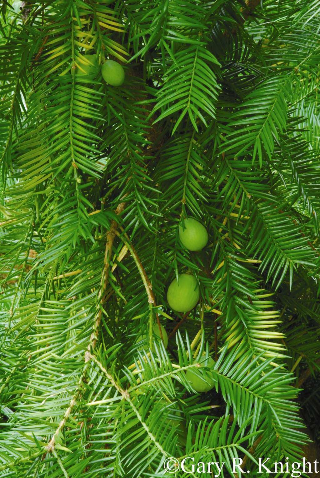 Common Name: FLORIDA TORREYA Scientific Name: Torreya taxifolia Arnott Other Commonly Used Names: stinking-cedar, gopherwood Previously Used