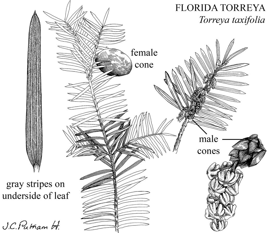 Schwartz, M.W., S.M. Hermann, and C. Vogel. 1995. The catastrophic loss of Torreya taxifolia: assessing environmental induction of disease hypotheses. Ecological Applications 5: 501-516. USFWS. 1986.