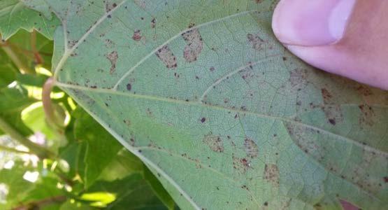 Look for oil spotting on the oldest leaves, near the fruit. Figure 2: Underside of the leaf pictured in Figure 1.