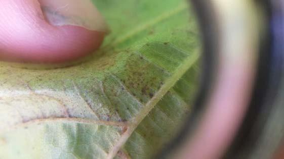 These lesions are easily confused with downy mildew oil spots.